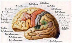 腦萎縮能活多久？